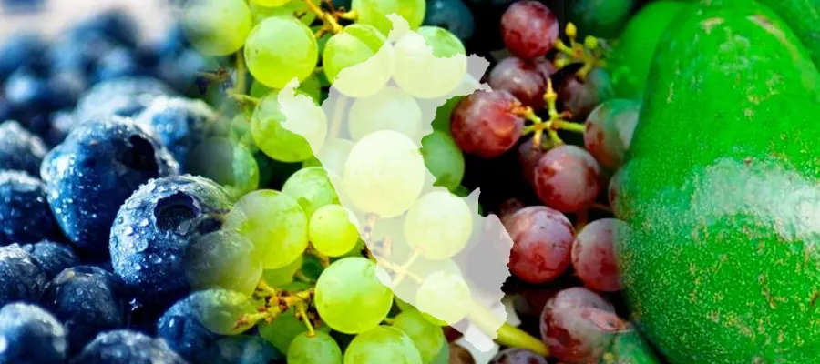 Exportación de frutas frescas