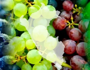 Exportación de frutas frescas